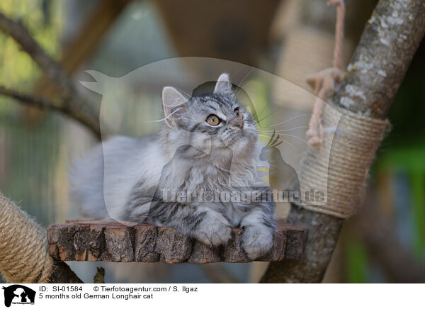 5 Monate alte Deutsch Langhaar Katze / 5 months old German Longhair cat / SI-01584