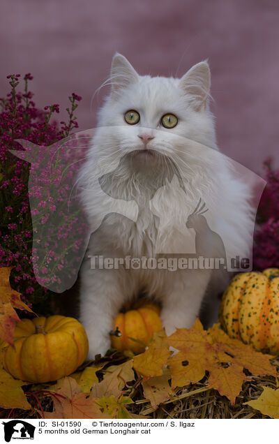 5 Monate alte Deutsch Langhaar Katze / 5 months old German Longhair cat / SI-01590