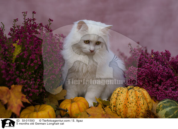5 Monate alte Deutsch Langhaar Katze / 5 months old German Longhair cat / SI-01593
