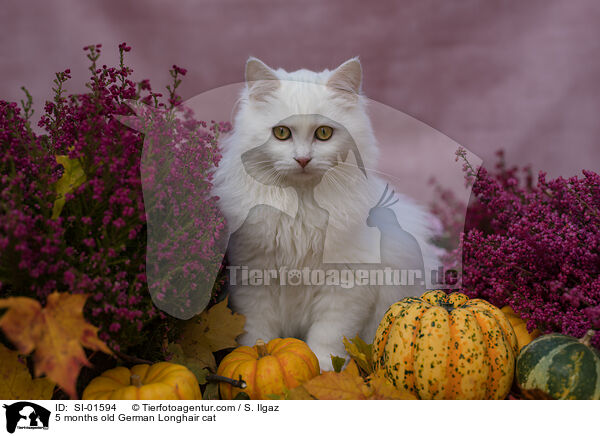 5 months old German Longhair cat / SI-01594
