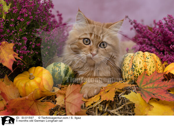5 months old German Longhair cat / SI-01597