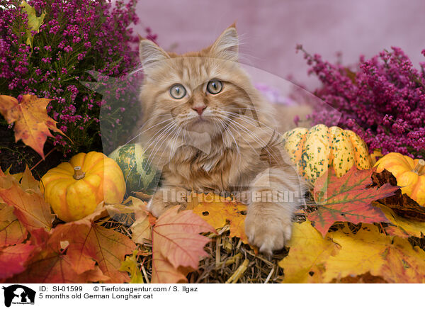 5 Monate alte Deutsch Langhaar Katze / 5 months old German Longhair cat / SI-01599