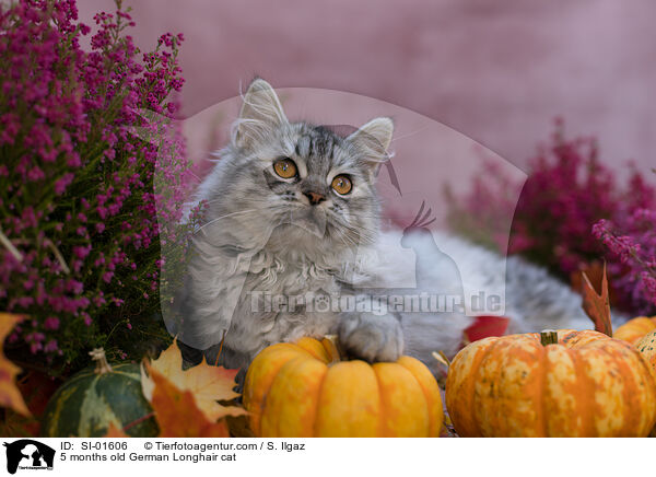 5 Monate alte Deutsch Langhaar Katze / 5 months old German Longhair cat / SI-01606
