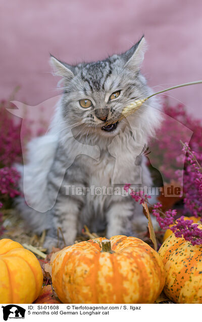 5 Monate alte Deutsch Langhaar Katze / 5 months old German Longhair cat / SI-01608