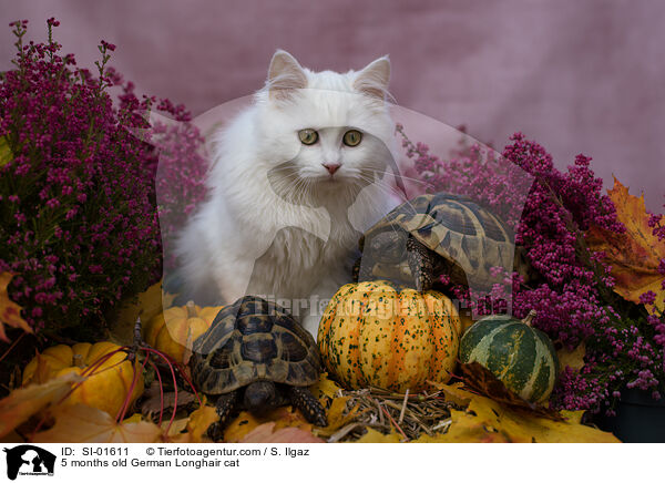 5 Monate alte Deutsch Langhaar Katze / 5 months old German Longhair cat / SI-01611