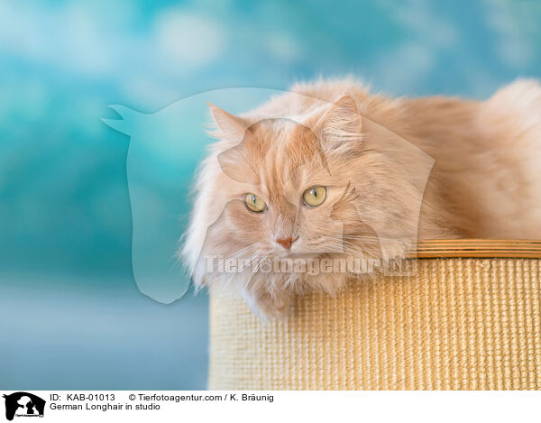 Deutsch Langhaar im Studio / German Longhair in studio / KAB-01013