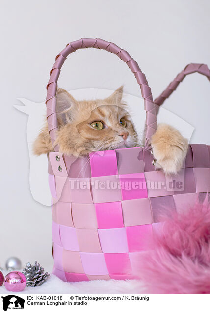 Deutsch Langhaar im Studio / German Longhair in studio / KAB-01018