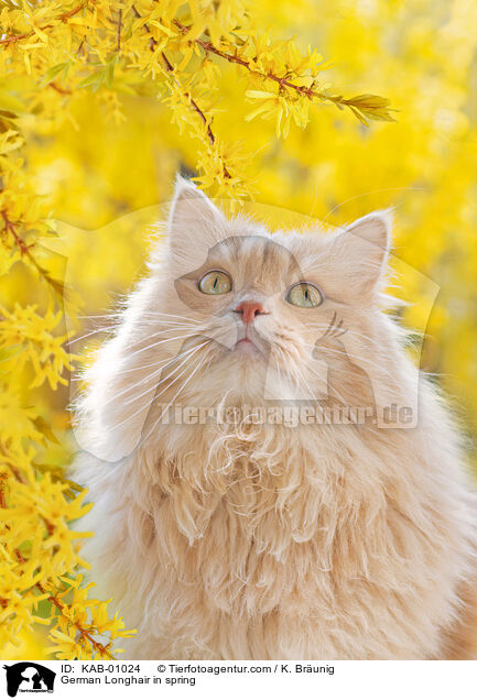 Deutsch Langhaar im Frhling / German Longhair in spring / KAB-01024