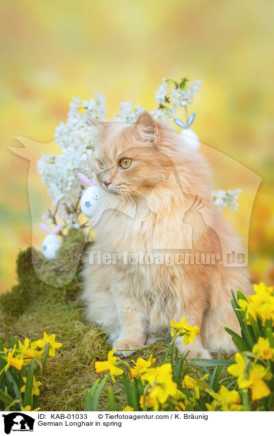 Deutsch Langhaar im Frhling / German Longhair in spring / KAB-01033