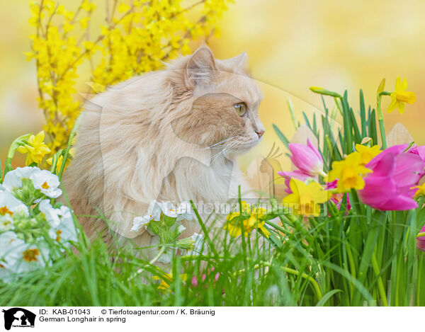 Deutsch Langhaar im Frhling / German Longhair in spring / KAB-01043