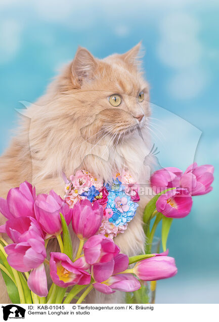 Deutsch Langhaar im Studio / German Longhair in studio / KAB-01045