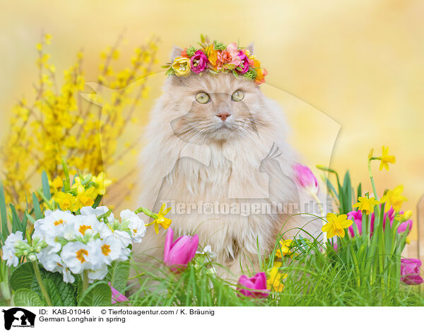 Deutsch Langhaar im Frhling / German Longhair in spring / KAB-01046