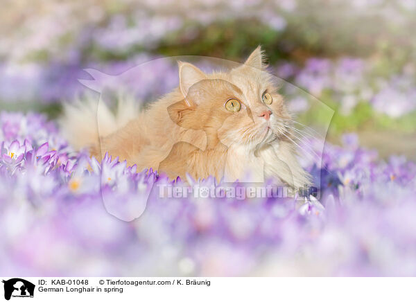 Deutsch Langhaar im Frhling / German Longhair in spring / KAB-01048