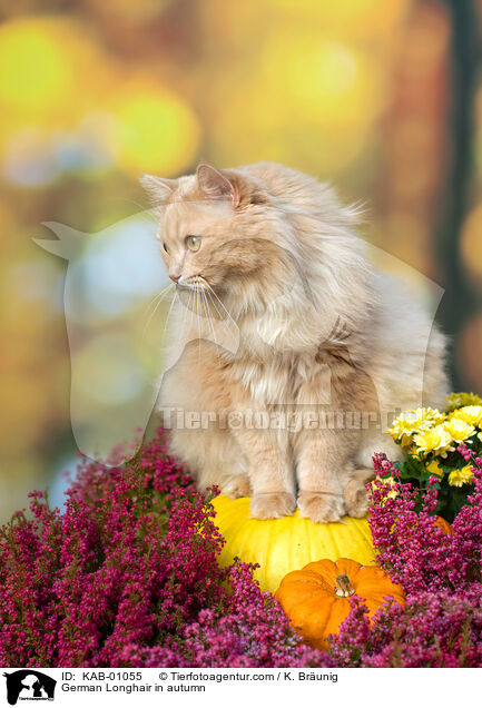 Deutsch Langhaar im Herbst / German Longhair in autumn / KAB-01055