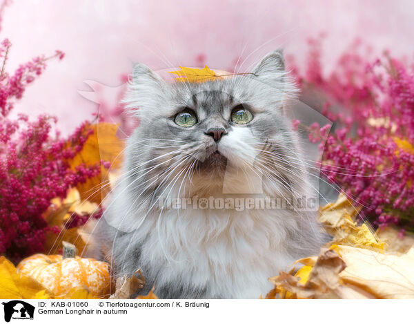 Deutsch Langhaar im Herbst / German Longhair in autumn / KAB-01060