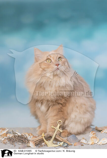 Deutsch Langhaar im Studio / German Longhair in studio / KAB-01065