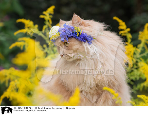 Deutsch Langhaar im Sommer / German Longhair in summer / KAB-01072