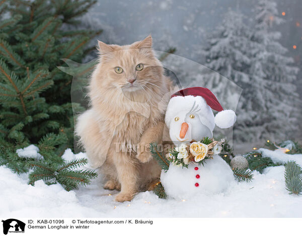 Deutsch Langhaar im Winter / German Longhair in winter / KAB-01096
