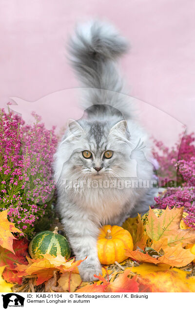 Deutsch Langhaar im Herbst / German Longhair in autumn / KAB-01104