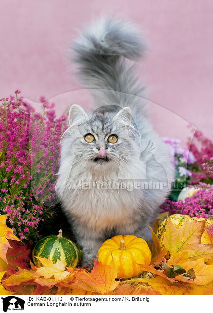 Deutsch Langhaar im Herbst / German Longhair in autumn / KAB-01112