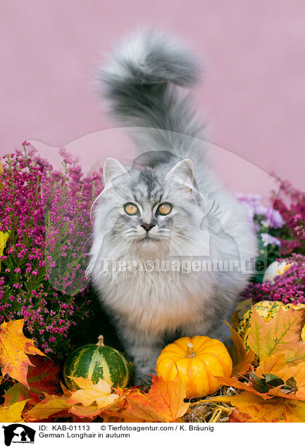 Deutsch Langhaar im Herbst / German Longhair in autumn / KAB-01113