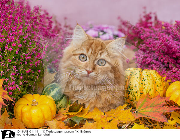 junge Deutsch Langhaar / young German Longhair / KAB-01114