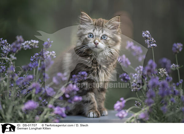 Deutsch Langhaar Ktzchen / German Longhair Kitten / DS-01707