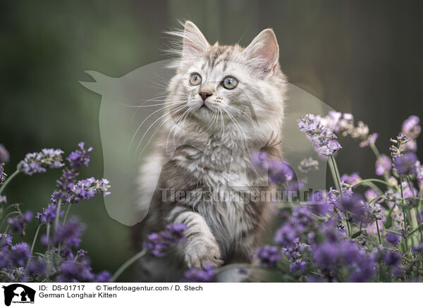 Deutsch Langhaar Ktzchen / German Longhair Kitten / DS-01717