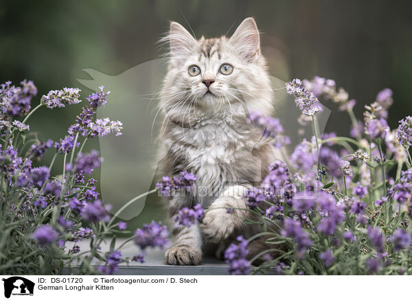 Deutsch Langhaar Ktzchen / German Longhair Kitten / DS-01720