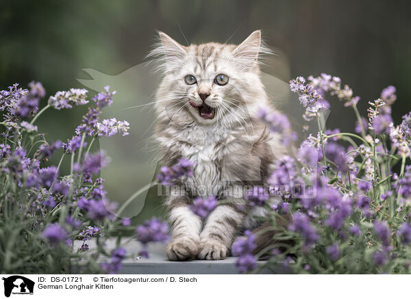 Deutsch Langhaar Ktzchen / German Longhair Kitten / DS-01721