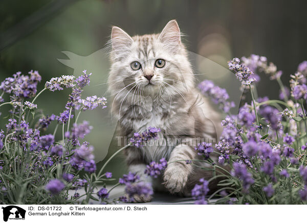 Deutsch Langhaar Ktzchen / German Longhair Kitten / DS-01722