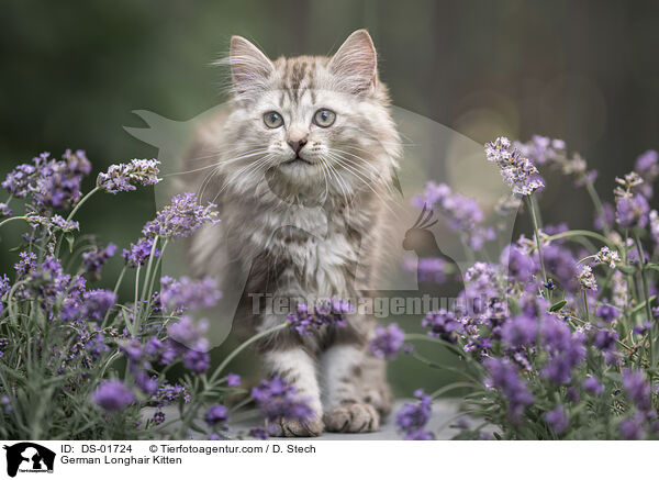 Deutsch Langhaar Ktzchen / German Longhair Kitten / DS-01724