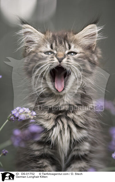 German Longhair Kitten / DS-01752