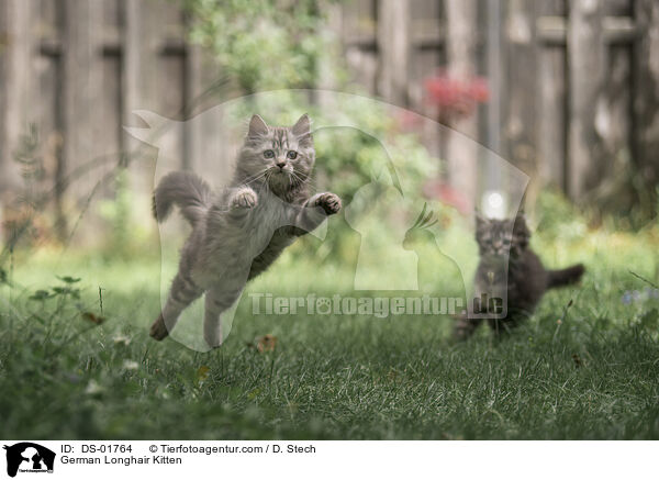 Deutsch Langhaar Ktzchen / German Longhair Kitten / DS-01764