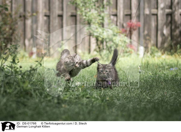 Deutsch Langhaar Ktzchen / German Longhair Kitten / DS-01766