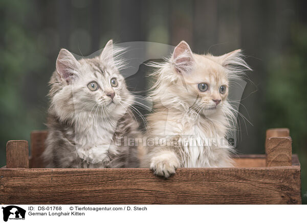 Deutsch Langhaar Ktzchen / German Longhair Kitten / DS-01768