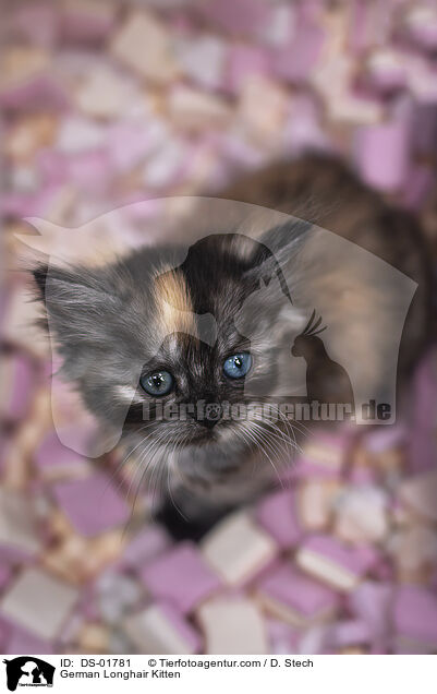 Deutsch Langhaar Ktzchen / German Longhair Kitten / DS-01781