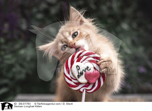 Deutsch Langhaar Ktzchen / German Longhair Kitten / DS-01783