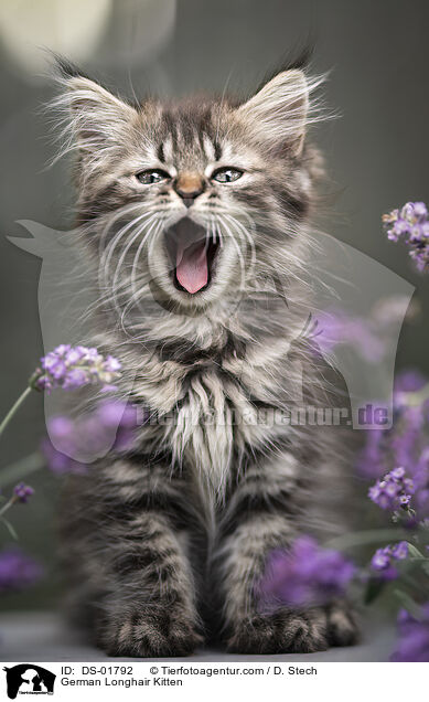 German Longhair Kitten / DS-01792