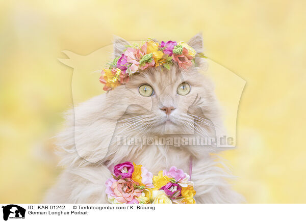 Deutsch Langhaar Portrait / German Longhair Portrait / KAB-01242
