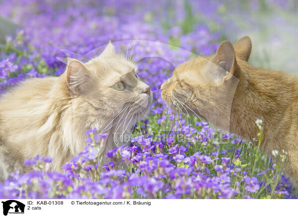 2 cats / KAB-01308