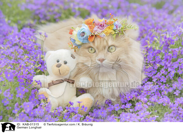 Deutsch Langhaar / German Longhair / KAB-01315