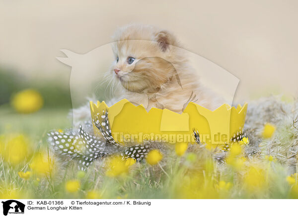 Deutsch Langhaar Ktzchen / German Longhair Kitten / KAB-01366