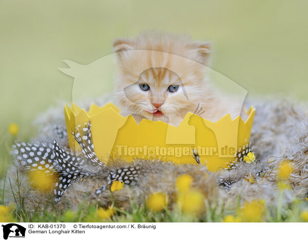 Deutsch Langhaar Ktzchen / German Longhair Kitten / KAB-01370