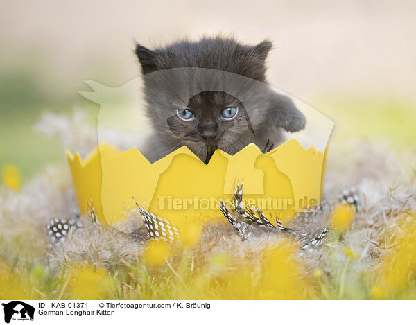 Deutsch Langhaar Ktzchen / German Longhair Kitten / KAB-01371