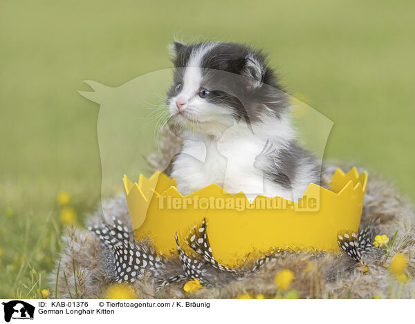 Deutsch Langhaar Ktzchen / German Longhair Kitten / KAB-01376