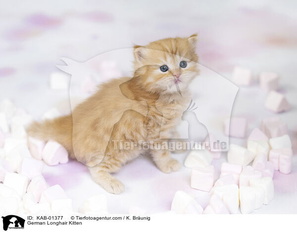 Deutsch Langhaar Ktzchen / German Longhair Kitten / KAB-01377