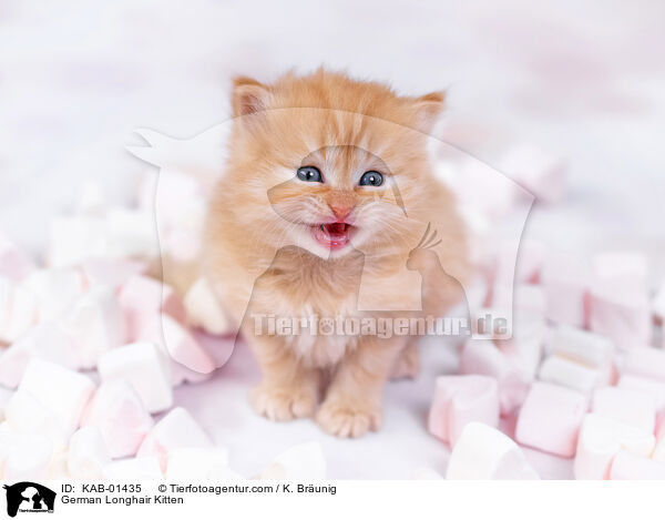 Deutsch Langhaar Ktzchen / German Longhair Kitten / KAB-01435