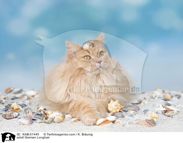 ausgewachsene Deutsch Langhaar / adult German Longhair / KAB-01445