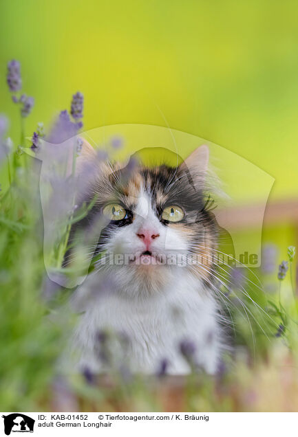 ausgewachsene Deutsch Langhaar / adult German Longhair / KAB-01452